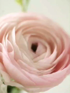 (EXP 10/2027) กันแดดเบสปรับโทนผิว WHOO RADIANT WHITE TONE UP SUN SCREEN SPF 50+/PA++++