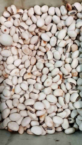 100 gr biji koro putih - biji koro kering - bibit koro - biji koro berkualitas