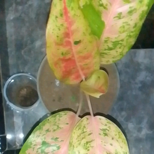 Tanaman  hias  (Aglonema bigroy) dewasa dan kecil