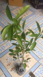 40-60 ชม ต้นละมูก หวานหอม ผลลัพธ์เป็นสาลี่ยักษ์ ขนาด 40-60 ชม