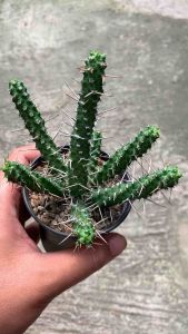 Tanaman kaktus hidup euphorbhia ellenbecki free pot