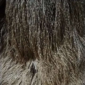 Padi Beras Putih Bertangkai Panjang Asli Per 10 Tangkai