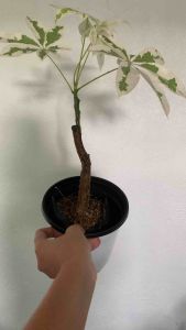 Money Plant Variegated Albo