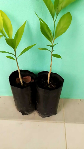 ต้นผักหวาน ชุด 2 ถุง ความสูง 15-20 เซนติเมตร