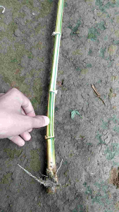 Bambu kuning terlaris siap tanam per 2pcs dengan panjang 50 cm