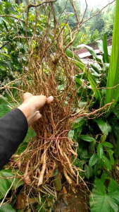 1 KG akar kayu senggani  serabut untuk aquascape hardscape dekorasi bonsai.