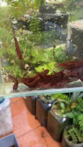 Livida Tanjong Malim Pair