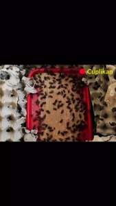 Pakan Jangkrik Murai Batu: Nutrisi & Vitamin Jangkrik Murai Medan Bral Brul