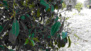 ฮอร์โมนน้ำหมักนมสด ขนาด 500 ซีซี อาหารเสริมพืช ต้นไม้ ส่งเสริมการเจริญเติบโต แตกยอดใบใหม่ บำรุงใบ เพิ่มการออกดอก