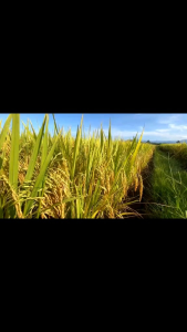 TELAH HADIR!! 1 KG BENIH PADI MR 297 UNGGUL TERBAIK benih padi anti burung dan tikus