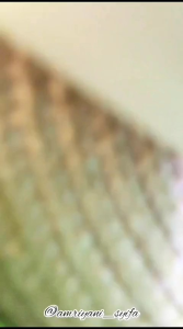 LIGHTENING BODY LOTION SR12 LOTION pencerah melembabkan dan melembutkan