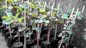 ฝรั่งไส้แดงหงเป่าสือ กิ่งตอนฝรั่งไส้แดงหงเป่าสือ