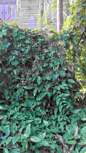 ใบรางจืด ตัดสด ตามออเดอร์ 100 ใบ ราคา 50 บาท