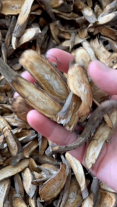 Củ ngưu bàng khô hữu cơ Việt Nam 500g đạt chuẩn Vietgap