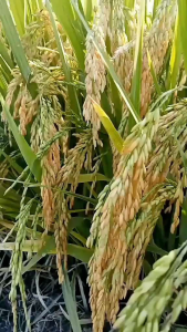 BENIH/BIBIT PADI KABIR 07 BULIR TERBANYAK 5KG