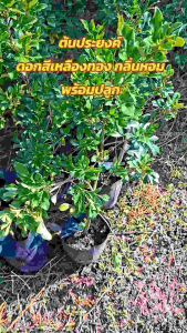 ต้นประยงค์ ขนาด 60-70 เซนติเตร พร้อมปลูก มีดอกติดทุกต้น