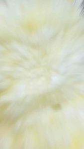 【2 Pieces】特大龙趸焗鱼鳔 Premium AA Fish Maw Grouper 250g+-