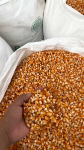 Jual Benih Jagung Hibrida Super Unggul Siap Tanam Berat=1kg