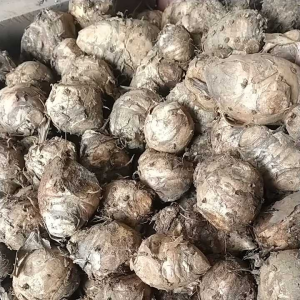 Temulawak Termurah Berkualitas 1kg