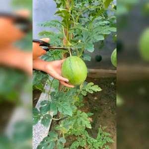 BENIH SEMANGKA BULAT MINI TAMBULAMPOT (KEMASAN ORIGINAL)