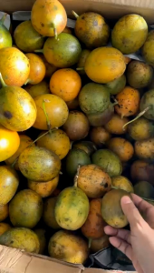 Buah markisa konyal markisa manis 100% maniss pool