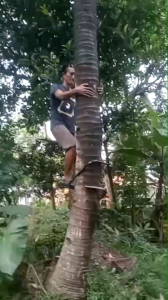 Alat Panjat Pohon Kelapa Tinggal Pakai - Rangka+Sepatu