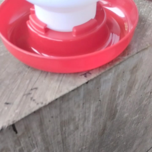 Galon Dispenser Tempat Minum Ayam: Pilihan Praktis & Tahan Lama