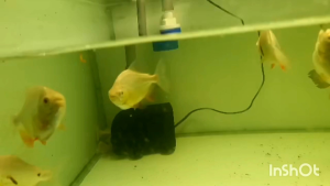 Albino Pacu 4inci+- live fish rare species