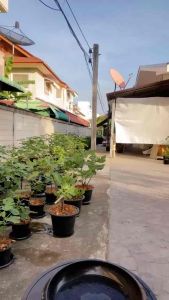 ต้นมะเดื่อฝรั่งรุ่นใหญ่ติดผลแล้ว กระถาง 12 นิ้ว สายพันธุ์sw05/sw05 figs tree 12”potted