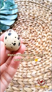 Pasta Gigi SR12 Charcoal & Siwak: Solusi Pemutih Gigi & Menghilangkan Bau Mulut