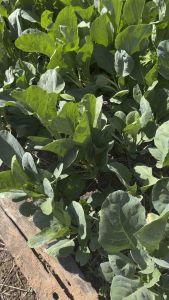 เมล็ดพันธุ์ผัก คะน้าจัมโบ้ 800++ เมล็ด