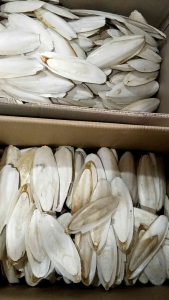 4pcs size 15-16cm Tulang Sotong putih kering Cangkang Cumi Murni Alami Cuttlefish Bone