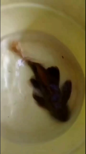 Pleco L600 Leopard Cactus Pleco/ 帝王血钻异型(6-15cm)NEXTDAY DELIVERY