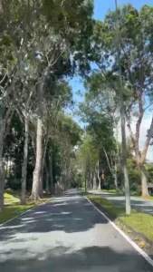 Pure Stingless Bee Honey