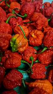 Carolina reaper Tails seeds high quality