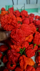 CAROLINA REAPER 5PCS BUNGA/with FREE SEEDS
