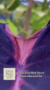 โคโลคาเซีย เรดเดวิล ( Colocasia Red Devil ) ไม้ประดับ ไม้ฟอกอากาศ ไม้มงคล ต้นไม้ บอนสี ไม้ด่าง จัดสวน ต้นไม้แต่งสวน ราคาถูก ถูกสุดๆ ต้นบอนหายาก ไม้ประดับหายาก