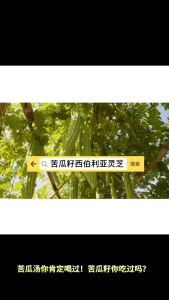 T&I Bitter Melon Seed Powder with Siberian Chaga Mushroom 天爱康苦瓜籽西伯利亚灵芝粉 500g