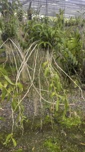 (ดอกหอมมาก) กล้วยไม้สายหลวงโอโน่มานูชมพู Dendrobium superbum "ดอกหอมมากๆ ▶️ออกดอกเดือนมีนาคม