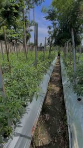 Cabai keriting fresh 1 kg murah