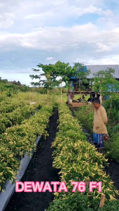 isi 100 butir benih cabe rawit DEWATA 76 f1 cap panah merah