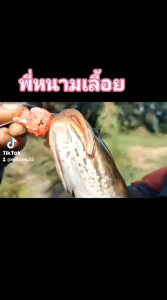 กบยาง งานเลื้อย ส่งทุกวัน ขนาด4.5เซนติเมตร ใบหลิวเดี่ยว