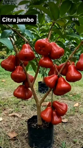 Bibit Jambu Citra Super ManisBibit Jambu Citra MerahTanaman Jambu Citra Okulasi - Bibit Jambu Citra Super Bibit Jambu Air Citra Okulasi