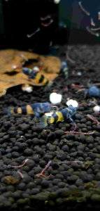 Bumblebee Goby/Ornamental fish/Freshwater/Readystock
