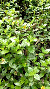 Tanaman herbal wedelia segar langsung petik 250gr