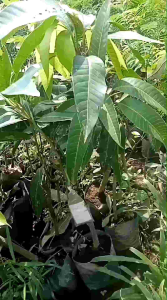 bibit okulasi mangga golek