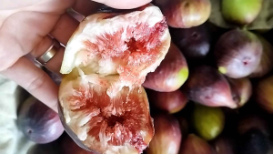BUAH TIN Fresh 1/2 KG PANEN DADAKAN