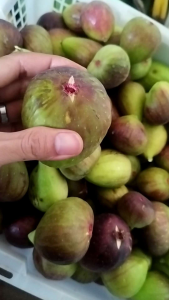 BUAH TIN 1/2 KG ORGANIK DIPANEN DADAKAN