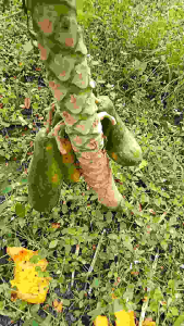 เมล็ด มะละกอเตี้ย 200เม็ด130