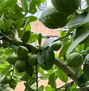 (KEMASAN PREMIUM) BIJI/BENIH TANAMAN JERUK LEMON HIJAU/JERUK NIPIS (isi -+10 butir)